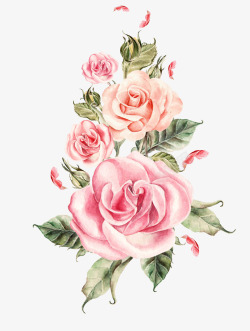 玫瑰水彩免扣手绘粉色玫瑰花束高清图片