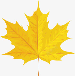 扇子叶秋天的黄色叶子高清图片
