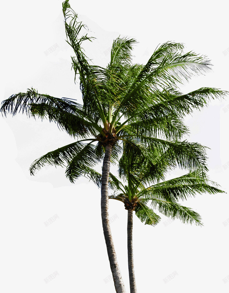 海边度假区绿色椰子树png免抠素材_88icon https://88icon.com 度假区 椰子树 海边 绿色