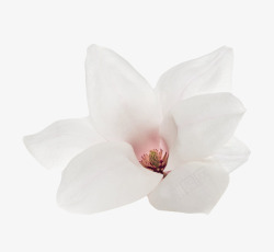 药用价值白色香味纯洁的玉兰花瓣实物高清图片