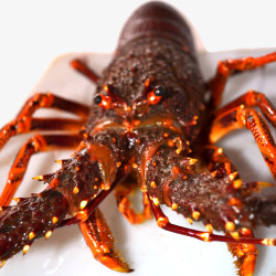 优质大龙虾优质澳洲龙虾高清图片