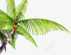 摄影海边度假区椰子树素材