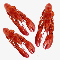 红色小龙虾大虾素材