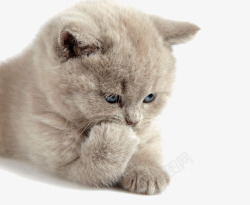 英国灰猫可爱的猫咪高清图片