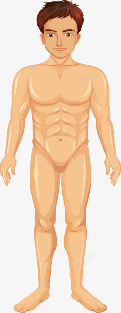 男性人体肌肉组织矢量图素材