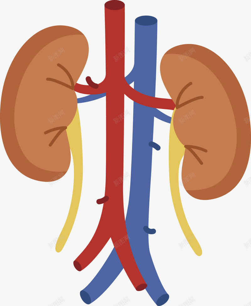 棕色的肾和血管矢量图eps免抠素材_88icon https://88icon.com 器官 器官png 器官矢量图 肾 血管 矢量图