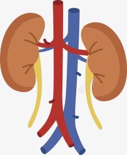 棕色的肾和血管矢量图素材