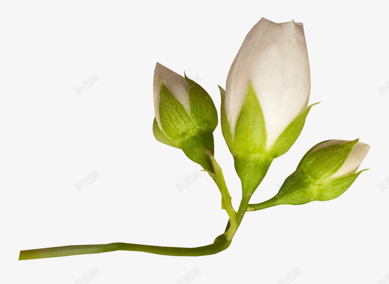 白色花苞png免抠素材_88icon https://88icon.com 含苞待放 植物 白色 花 花朵 花苞