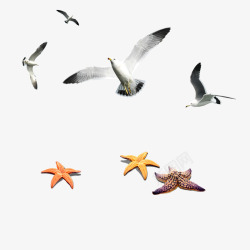 矢量海星动物飞鸟高清图片