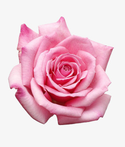 高清小麦免抠png实物粉色玫瑰花摄影高清图片