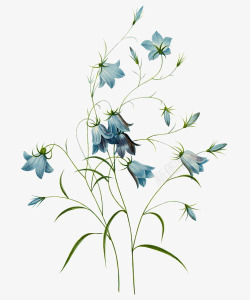 中式花卉蓝色手绘蓝色花朵植物高清图片