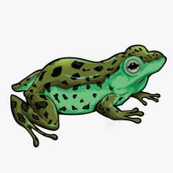 蛙类一只青蛙矢量图高清图片