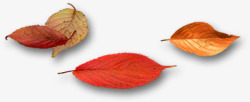 秋季树上红色树叶图片树叶高清图片