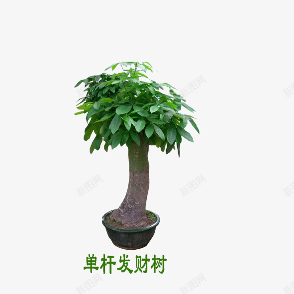 单杠发财树png免抠素材_88icon https://88icon.com 单杠发财树 发财树 植物