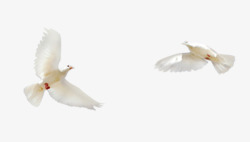 纪念飞翔的白鸽高清图片