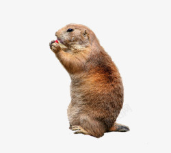 草原犬鼠实物可爱的草原鼠高清图片
