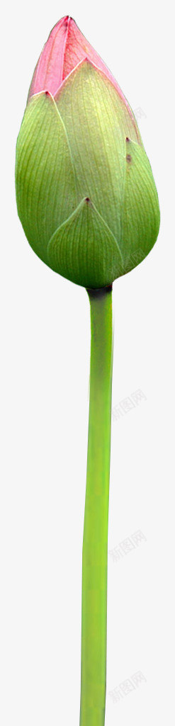含苞待放的荷花花蕾png免抠素材_88icon https://88icon.com 含苞待放 花蕾 荷花