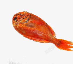 橘红色的鱼新西兰长寿鱼图高清图片
