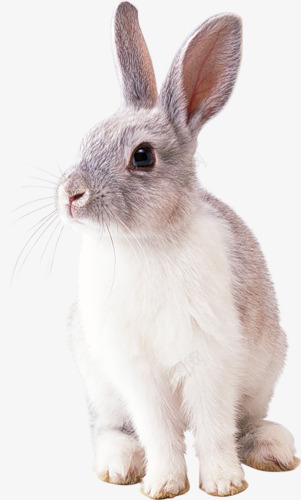 棕白色的小兔子png免抠素材_88icon https://88icon.com 兔子的侧面 兔子简笔画 动物 可爱 小兔子 新年兔子 棕白色