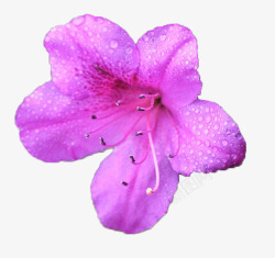 一朵绽放的紫色杜鹃花素材