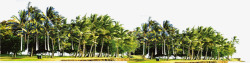 摄影海边度假区成群的棕榈树素材