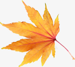 标本秋天的枫叶高清图片