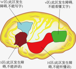 大脑分区人类大脑皮层功能分区高清图片