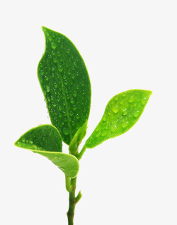 叶子水滴免抠绿茶绿色叶子高清图片