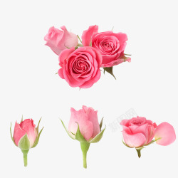 桔梗粉色玫瑰花实物图高清图片