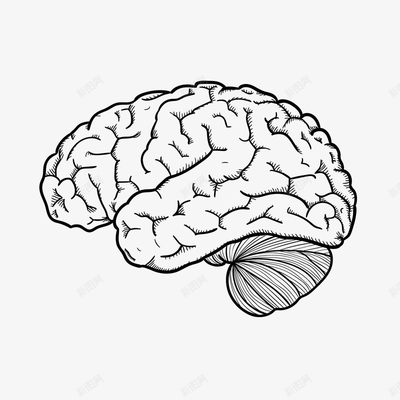 人体大脑png免抠素材_88icon https://88icon.com 器官 手绘 脑回路 黑色