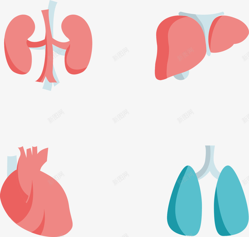 扁平人体内脏器官png免抠素材_88icon https://88icon.com 心 扁平 简单 简约 肝 肺