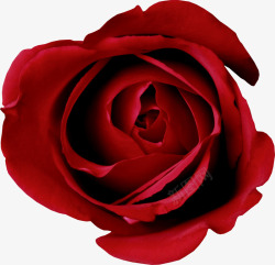 含苞待放的红玫瑰素材