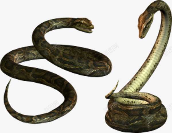 决斗的大蛇png免抠素材_88icon https://88icon.com 丛林 扭转的蛇 棕色 眼镜蛇