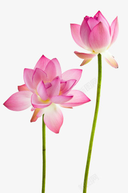 粉色荷花儿鲜花的荷花高清图片