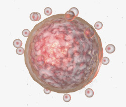 卵子卵细胞3D医学插画高清图片