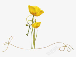 花蕾和迎春花黄色花朵素材