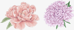 牡丹花粉红牡丹花彩绘花朵素材