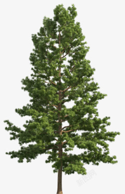 松树免抠素材茂密树木高清图片