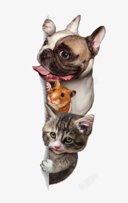小猫和小狗可爱的宠物高清图片
