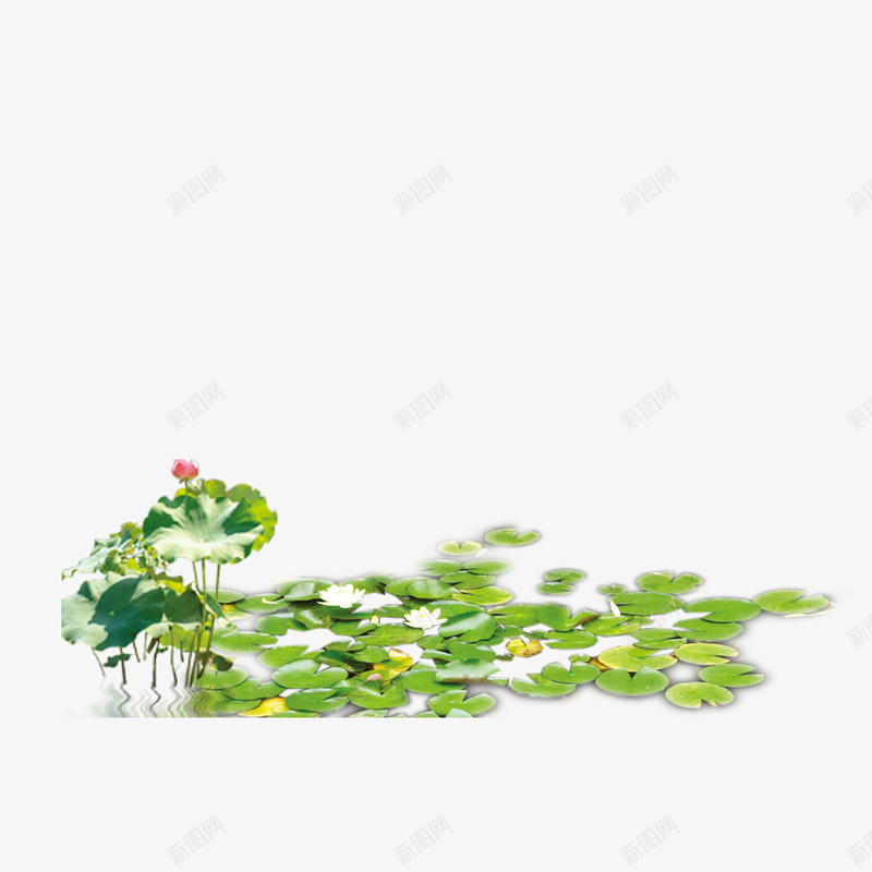 荷花池png免抠素材_88icon https://88icon.com ps花池 夏天 池塘 荷花池