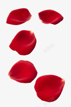 新鲜红色玫瑰花瓣素材