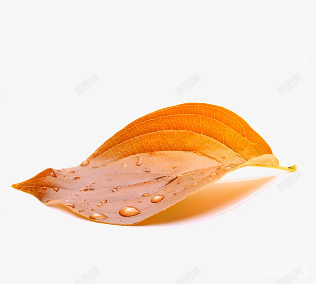 黄色落叶png免抠素材_88icon https://88icon.com 树叶 秋叶 秋意 秋风扫落叶 落叶 黄色落叶