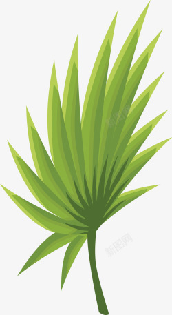 热带植物棕榈叶图素材