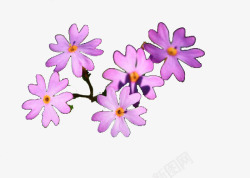 春季代表花卉紫色迎春花素材