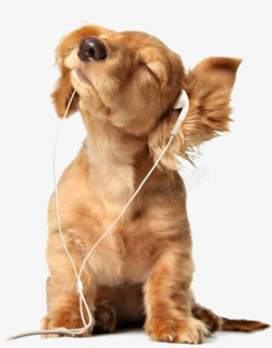 陶听音乐的小狗高清图片