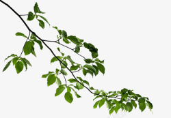 绿色生物山茱萸枝叶高清图片
