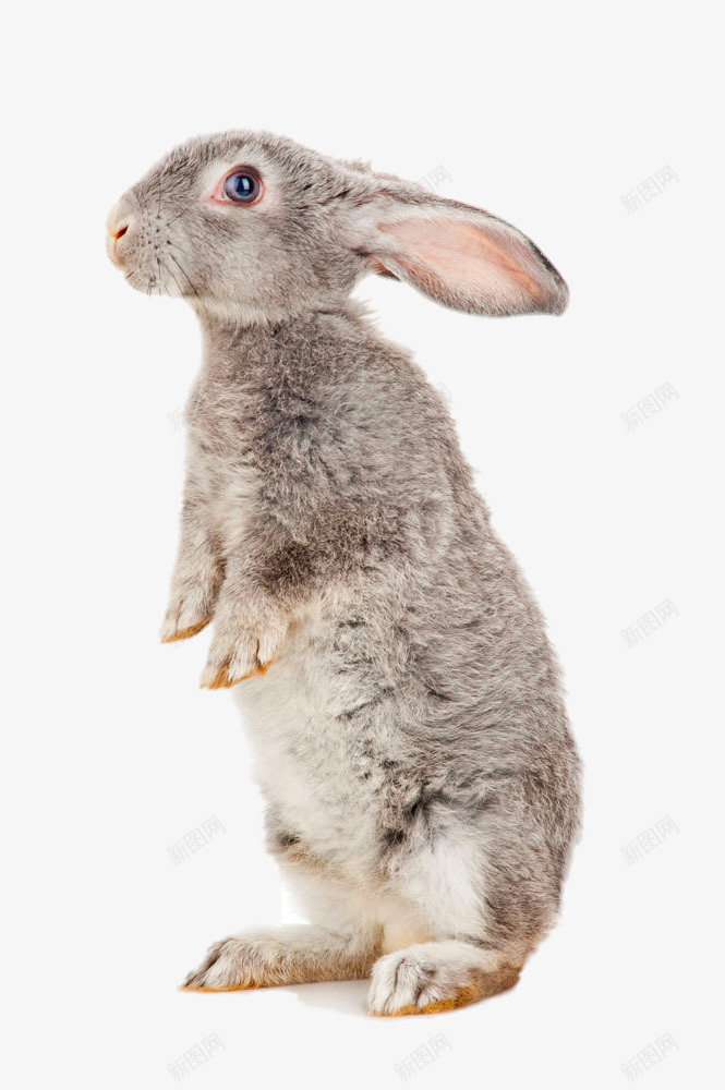 站立的兔子png免抠素材_88icon https://88icon.com png图片素材 免费png元素 兔子 兔子的侧面 兔子简笔画 兔宝宝 动物 灰兔 简笔画五官素材 装饰素材 高清免费png素材