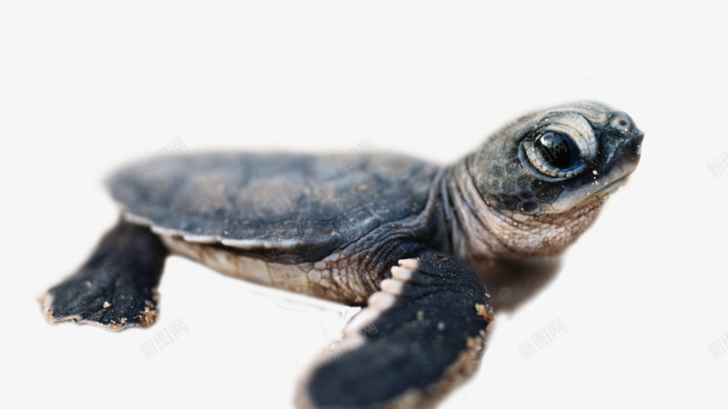 萌眼大海龟png免抠素材_88icon https://88icon.com 产品实物 宠物龟 沙滩龟 海底动物 海龟 龟