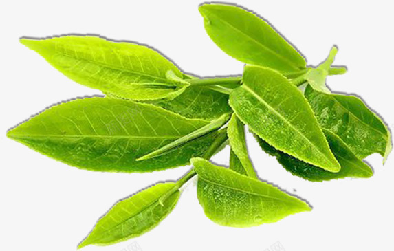 绿色春茶茶叶植物png免抠素材_88icon https://88icon.com 春茶 植物 绿色 茶叶