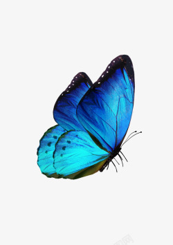 真5折蓝色蝴蝶动物高清图片